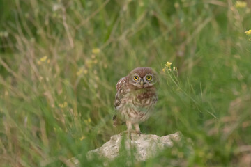 Fototapeta premium Young little owl Athene noctua he stands in the grass and watches