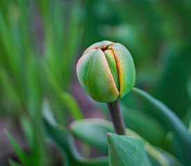 tulip bud, green background, plant, springtime, closed bud