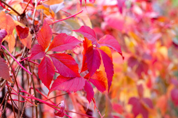 Autumn background with bright red leaves on a blurred autumn background