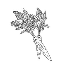 two carrots art illustration, healthy food