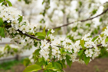 Spring blossom on cherries, abundant fruiting cherries in early spring