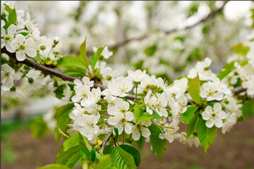 Cherry blossom, bookmark fruits in early spring