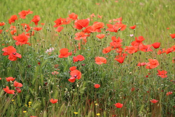 Fototapeta na wymiar Meadow with red blooming poppies in May, Italy