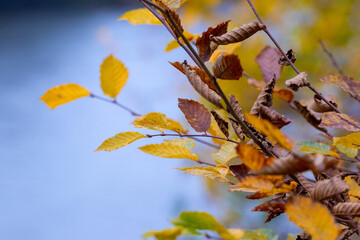 Branch with dry autumn leaves near the river on a blurred background. Autumn background