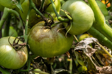 Unripe tomatoes affected by late blight. Phytophthora Infestans. Selective focus.