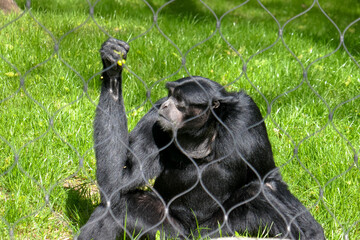 A family of monkeys at the Kiev Zoo.