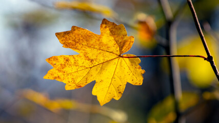 Yellow maple leaf close up in the forest on a tree