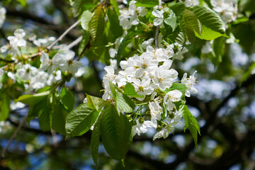 Fototapeta premium Trees bloom in the garden, beautiful white flowers in the trees.