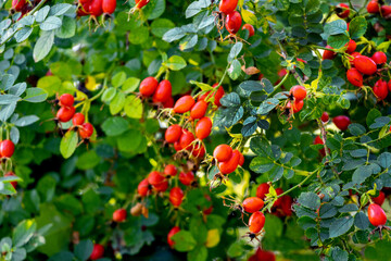 Dog rose fruits (Rosa canina) in nature. Red rose hips on bushes with blurred background
