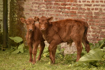two brown calf © Marina