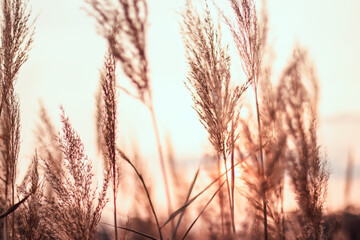 Soft golden pampas grass at the sunset. Sunny day. Beautiful garden. Abstract blurred background in the spring