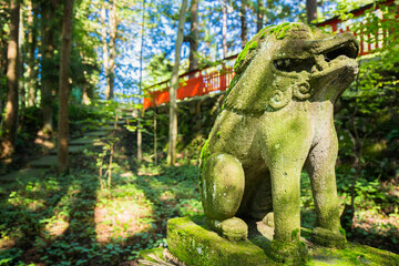 Stone Lion dog statue covered in green moss in a Japanese shrine within a forest in Takayama, Japan.