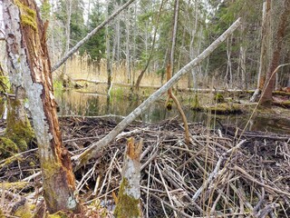 Naklejka na ściany i meble fresh spring in the Latvian swamp