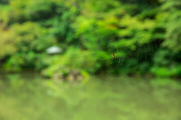 Spider in a spiderweb hanging in a bamboo grove between trees in the green forest of Mount Shosha, Japan.