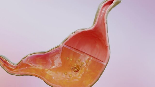 Human Stomach Anatomy Swallowing and Digestion, 3D render