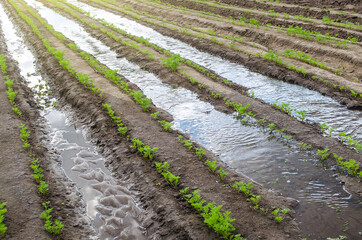 Watering the carrot plantation in early spring. Agribusiness, farmland. New farming planting season. Agroindustry. Farmer subsidies. Olericulture. Agriculture farming on open ground.