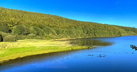 Obraz na płótnie Canvas Looking across, Lindley Wood Reservoir, with birds, trees, and a vivid blue sky in, Lindley, Otley, UK
