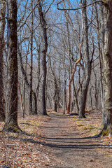 natures path into early spring in the wilderness
