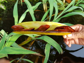 
A picture of the pods and legumes of Campsiandra comosa, Fabaceae family. On the banks of Lake...