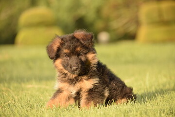 German Shepherd puppy on grass