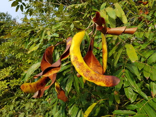
A picture of the pods and legumes of Campsiandra comosa, Fabaceae family. On the banks of Lake...