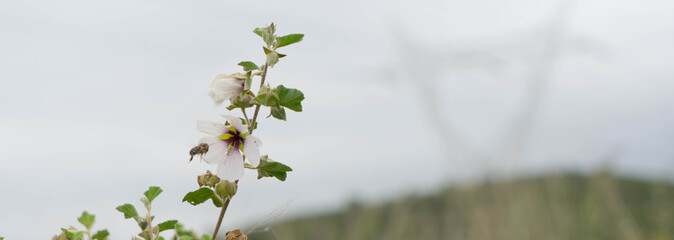Malva Subovata. Malvaceae. Valencia.