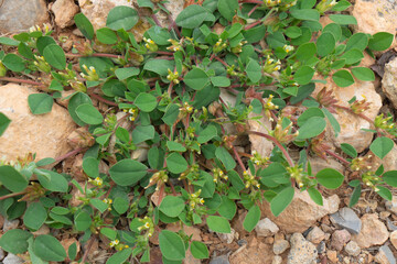 Tripodion tetraphyllum. Fabaceae. Valencia.
