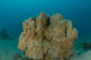 Coral reef and water plants in the Red Sea, Eilat Israel
