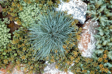 Festuca Glauca, Blue Fescue grass grows among sedums and perennials