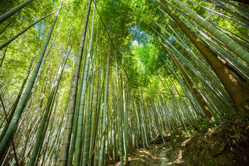 Bamboo forest Nanzoin Temple, Sasaguri, Japan. Green bamboo grove trees beautiful stunning background photo.