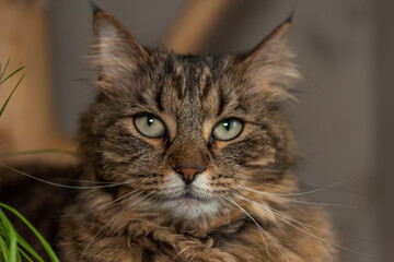 Tabby cat on handmade indoor tree with green cat grass