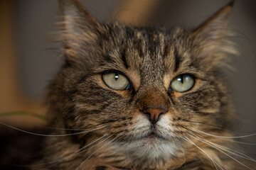 Tabby cat on handmade indoor tree with green cat grass