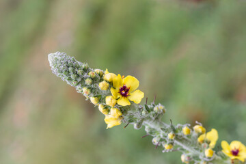 Verbascum thapsus  en flor  (detalle)