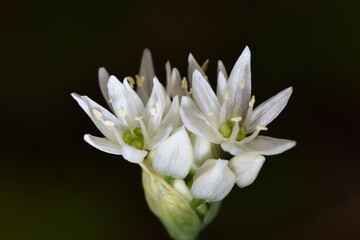 Bärlauch - weiße Blüte, Nahaufnahme (Knospe). Allium ursinum