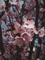 Cherry tree blossom. Sakura blossom, Vilnius. Pink cherry blossom