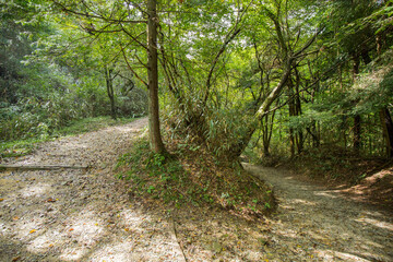 Mountain trail. Forest trees woods mountain valley landscape. Japanese green forest. Magome to Tsumago Nakasendo trail Kiso Valley foot path, hike.