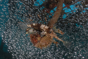 Lion fish in the Red Sea colorful fish, Eilat Israel
