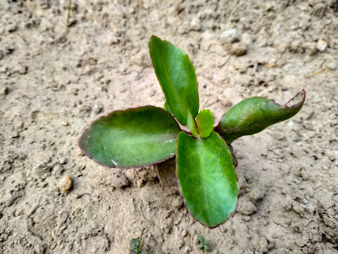 bryophyllum pinnatum green leaves