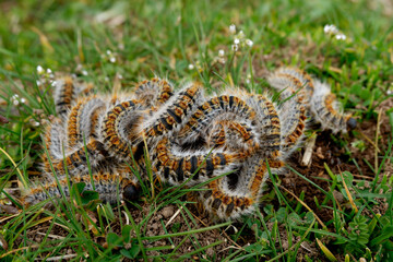 Oruga procesionaria del pino en Parque nacional de la Sierra de Guadarrama Madrid