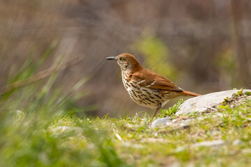 Small brown trasher bird on the ground on a spring morning