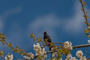 Blackbird singing on cherry tree branch with white bloom