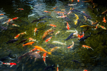 Giant Koi carp Japanese fish pond lake water pool. Golden orange black gold white school of underwater fish. z Kenrokuen zen garden, Kanazawa, Japan