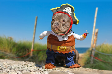 French Bulldog dog  dressed up in pirate costume with hat and hook arm standing at beach