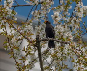 Blackbird singing on cherry tree branch with white bloom