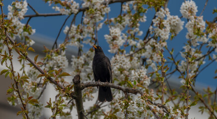 Blackbird singing on cherry tree branch with white bloom