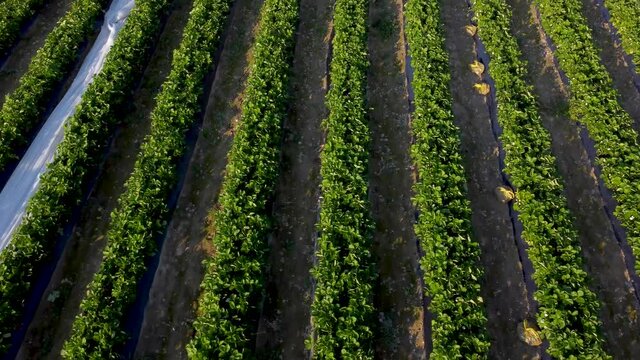 Aerial drone view of Strawberries field at sunset. Strawberry plantation under mulch foil and with drip irrigation. Agriculture.