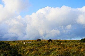 Obraz premium Clouds over moor in Devon