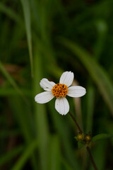 Obraz premium FLOR CINCO PETALOS