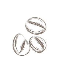 Coffee beans. Coffee time. Hand drawn. Charcoal, line, pencil. Brown. Isolated on white. Vector illustration.