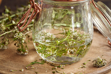 Preparation of homemade herbal tincture from fresh shepherd's purse